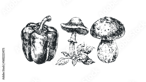 Sketch of bell pepper and assorted mushrooms on a white background. Vector hand drawn illustration