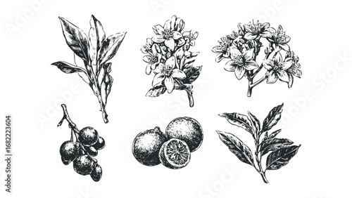 Botanical sketch of citrus fruit branches with leaves and blossoms. Vector hand drawn illustration