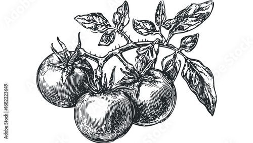 Vintage Etching of Ripe Tomatoes on Vine with Leaves. Vector hand drawn illustration
