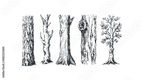 Collection of Detailed Hand Drawn Tree Trunks and Silhouette. Vector hand drawn illustration