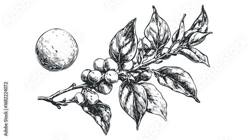Detailed ink sketch of a coffee branch with beans and a separate coffee bean. Vector hand drawn illustration