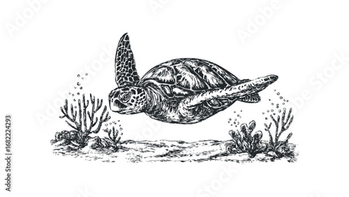 Detailed Black and White Drawing of a Sea Turtle Swimming Near Coral and Bubbles. Vector hand drawn illustration