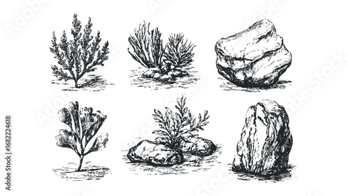 Set of Hand Drawn Aquatic Plants and Rocks. Vector hand drawn illustration
