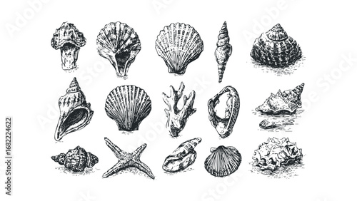 Collection of Hand-Drawn Ocean Seashells and Coral on Transparent. Vector hand drawn illustration