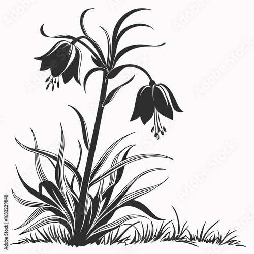 black and white crown imperial fritillaria imperialis