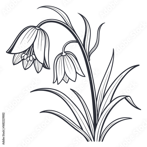 crown imperial fritillaria imperialis vector 