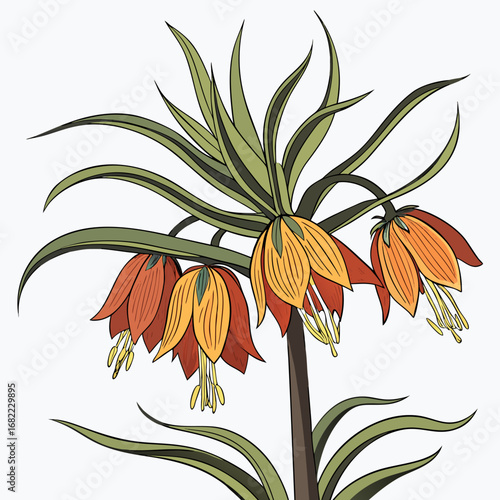 crown imperial fritillaria imperialis
