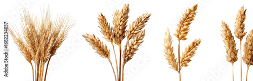 Four dried pampas grass stems