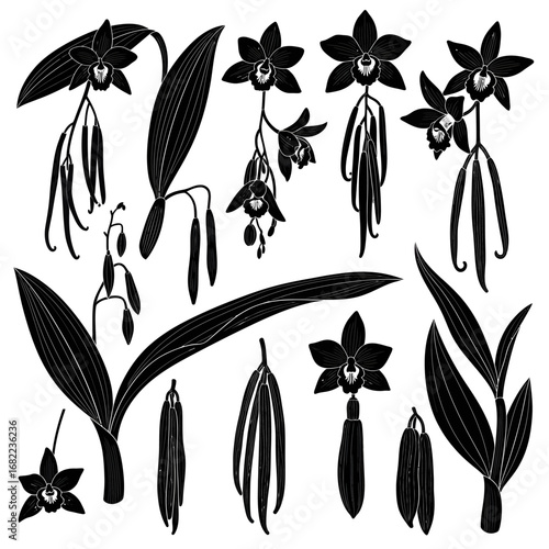 Graphic set of vanilla orchid flowers pods and leaves silhouettes.