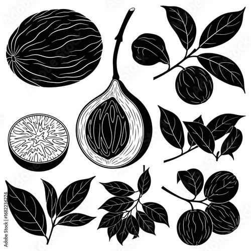 Hand drawn botanical illustrations of nutmeg plant elements.