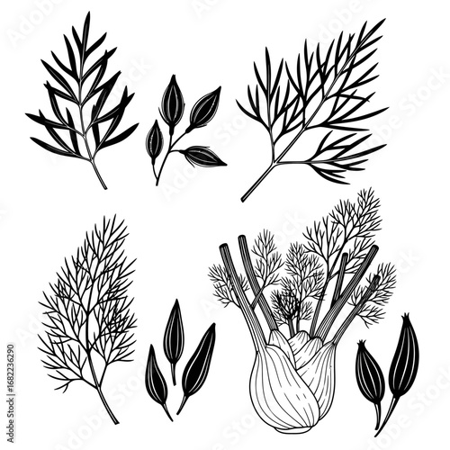 Hand drawn fennel plant and seeds collection illustration.
