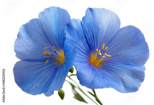 Two vibrant, light-blue flax flowers, close-up.  Soft, textured petals.  Golden stamens in center.  Isolated on black