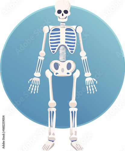 A simplified anatomical illustration of a human skeleton, presented against a light-blue circular backdrop.