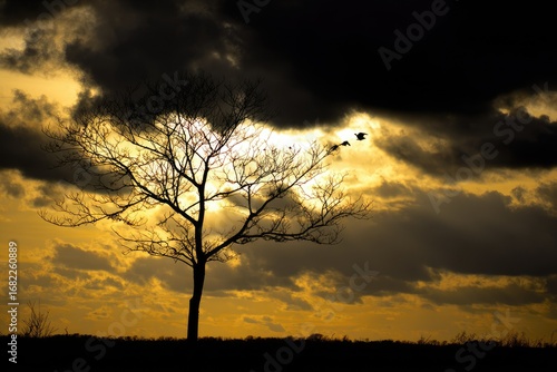 Silhouetted tree against a dramatic, stormy sunset