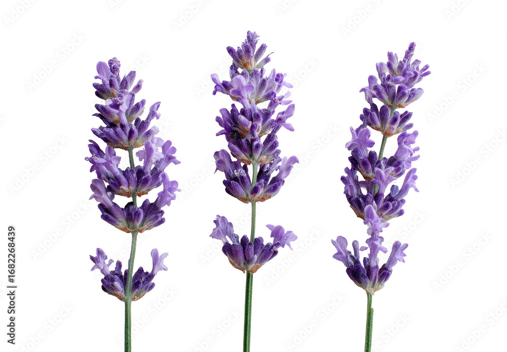 Naklejka premium Close-up of three lavender sprigs against a black background. The purple flowers are clustered at the top of each stem, with visible green stems and leaves. Sharp focus on each sprig