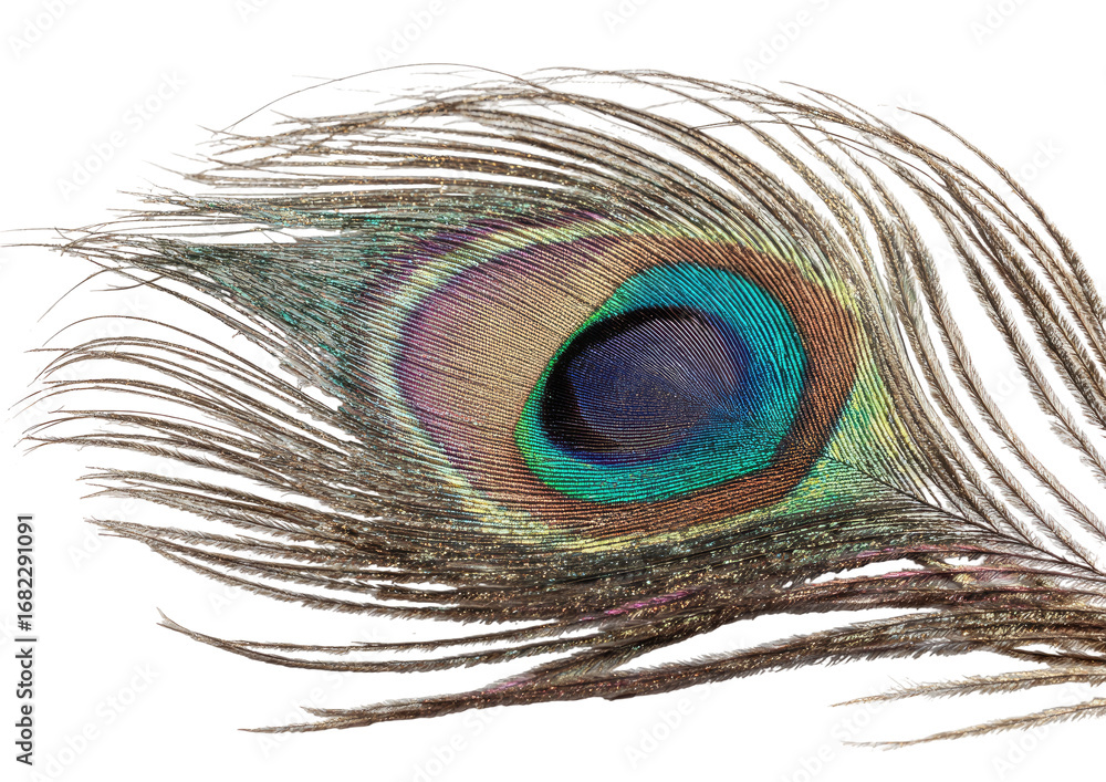 Fototapeta premium Close-up peacock feather, vibrant colors, detail