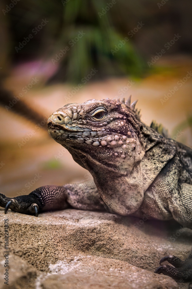 Fototapeta premium iguana on a tree