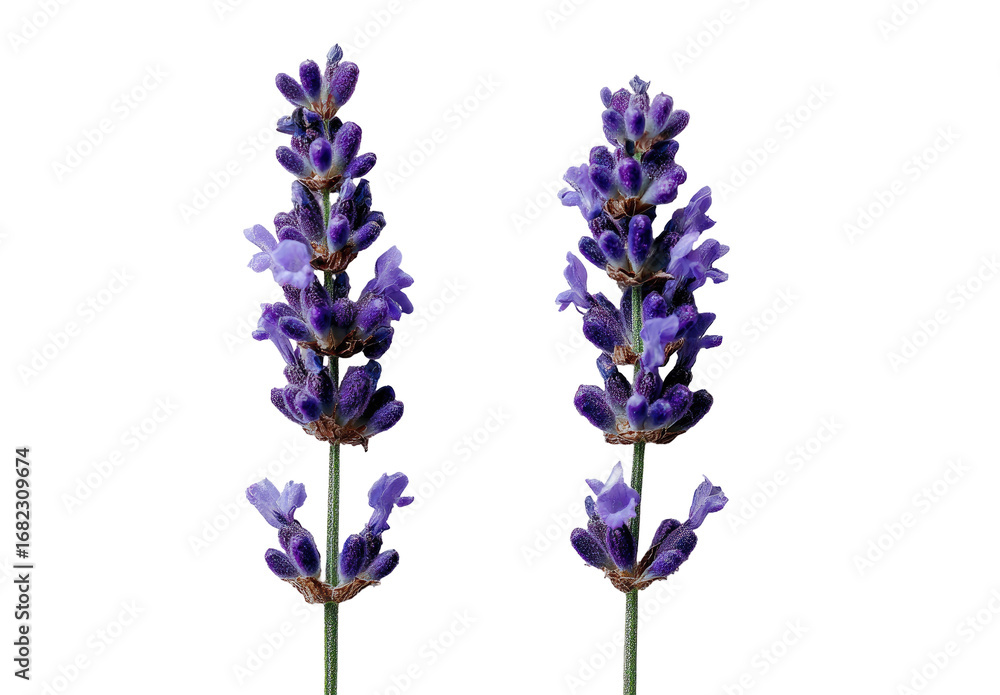 Naklejka premium Two vibrant lavender flower spikes against a black background. Close-up view. Detailed, purple hues