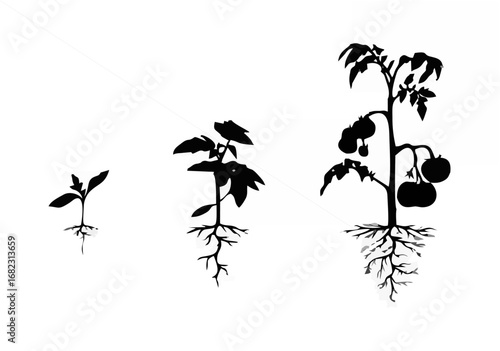 Silhouette tomato plant with ...