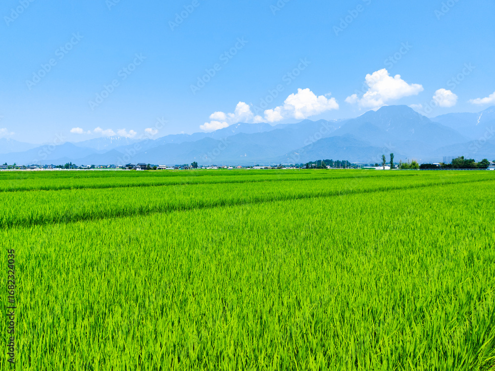 Fototapeta premium 田園風景 夏