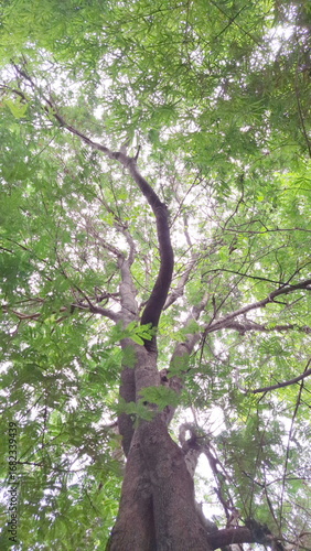Majestic Tall Tree with Green Canopy Reaching Towards Sunlight in Forest