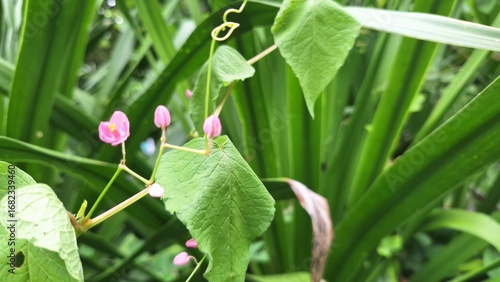Beautiful Pink Wildflower Blooming Among Lush Green Leaves in Natural Garden