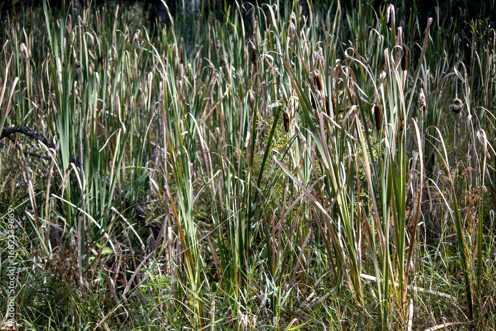 Obraz premium Summertime cattails in the sunshine