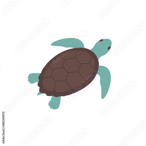 turtle