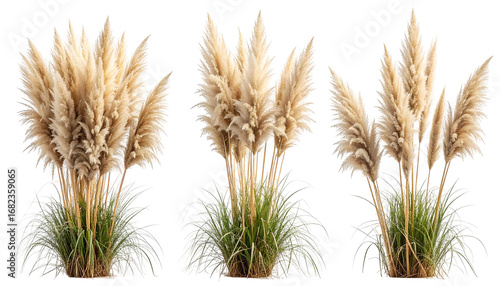 Three tall, feathery ornamental grasses. Lush beige plumes erupt from green, grassy bases