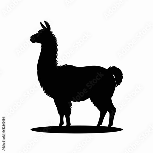 Black silhouette of a standing llama on a white background