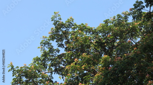 The red flowers of the rain tree bloom very thickly, covering the canopy of the leaves.