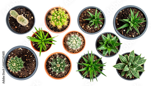 Overhead shot of diverse potted cacti and succulents, arranged against a black background