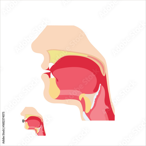 human throat anatomy vector