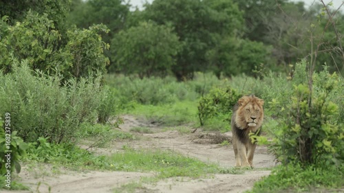 A majestic male lion walking down the dirt road, Savuti Botswana.