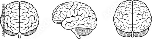 Human brain anatomy illustration, neuroscience clipart, medical brain vector, side and top view brain drawing for science, education use
