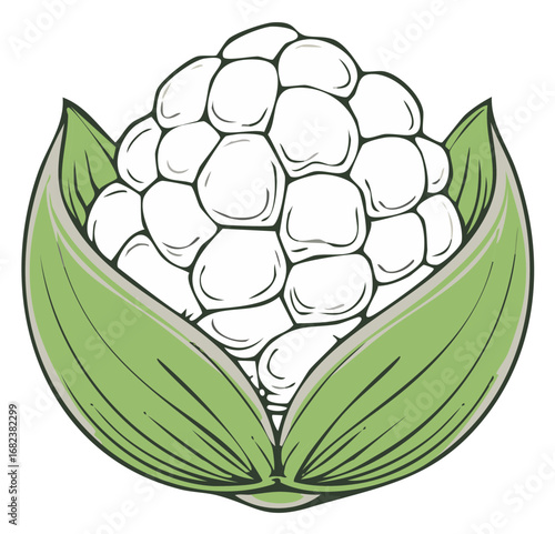 Illustration of a fresh Cauliflower with vibrant green leaves, displaying a detailed texture and inviting a healthy vegetable theme