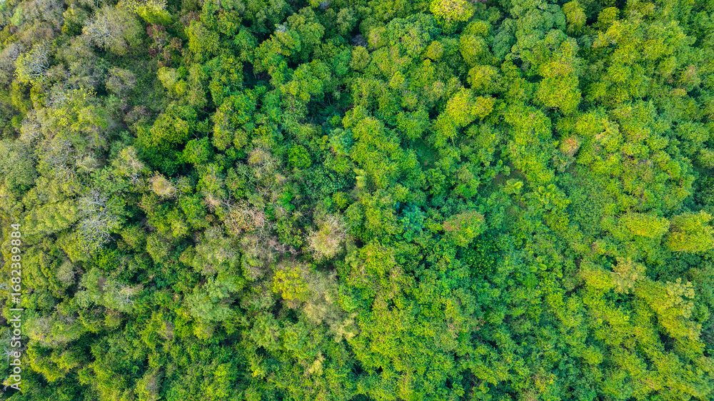 Naklejka premium aerial view of dark green forest Abundant natural ecosystems of rainforest. Concept of nature forest preservation and reforestation. 