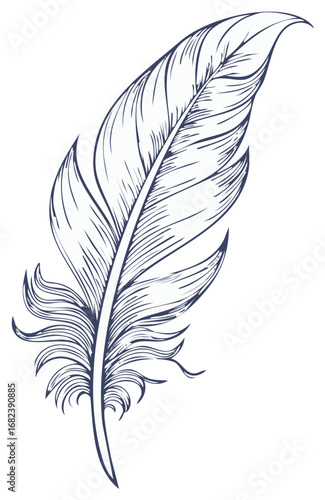 Detailed Feather Line Art Illustration Antique Drawing Vintage Aesthetic Isolated Artwork Element Plume Graphics Nature Object Single
