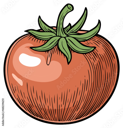 Whole round ripe tomato with dark black outline and green leafy top in vector illustration