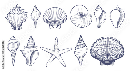 Assortment of hand-drawn seashells and starfish marine life