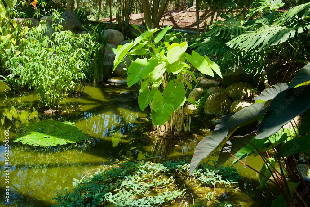 Naklejka premium Taro and Aquatic Plantings