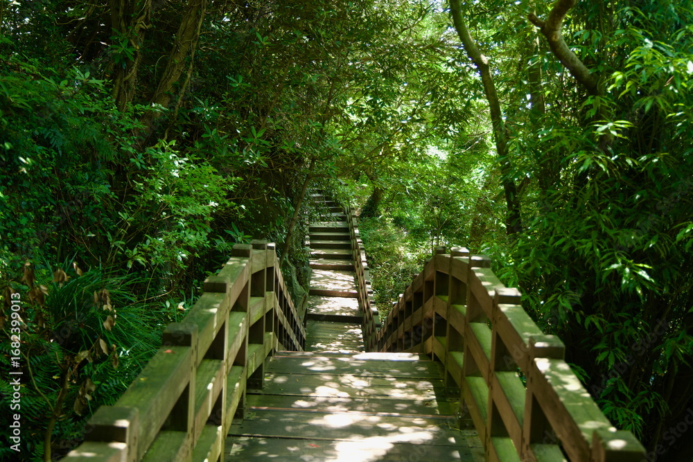 Naklejka premium Forest Stairs to the Falls