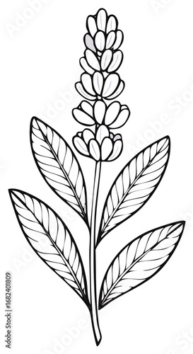 Elegant black outline drawing of a tall flowering plant with distinct leaves and an upright flower cluster