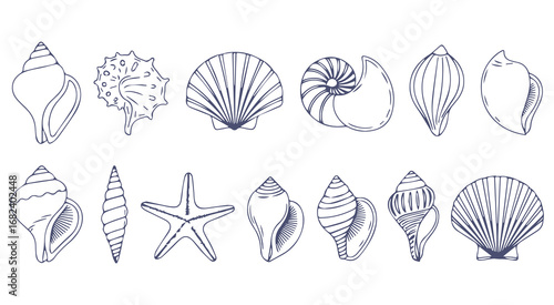 Collection of hand-drawn seashell and starfish illustrations