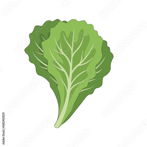 Fresh green lettuce leaf