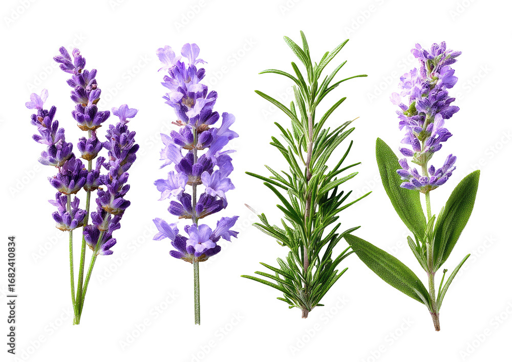 Fototapeta premium Close-up of lavender and rosemary sprigs (1)