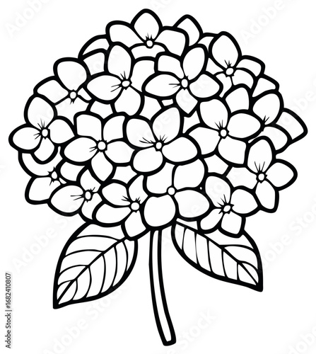 Black and white outline illustration of a hydrangea flower head with leaves.