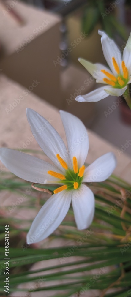 Fototapeta premium white lily flower