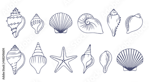 Variety of detailed seashells and starfish illustrations
