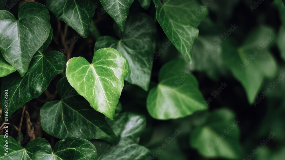 Fototapeta premium Lush Green Ivy Leaves Close Up